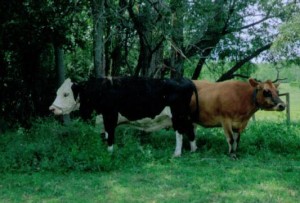 Deans Cows